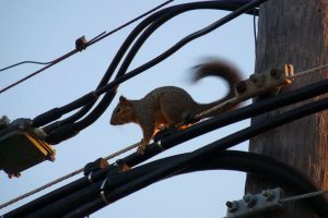 Squirrel_in_cable